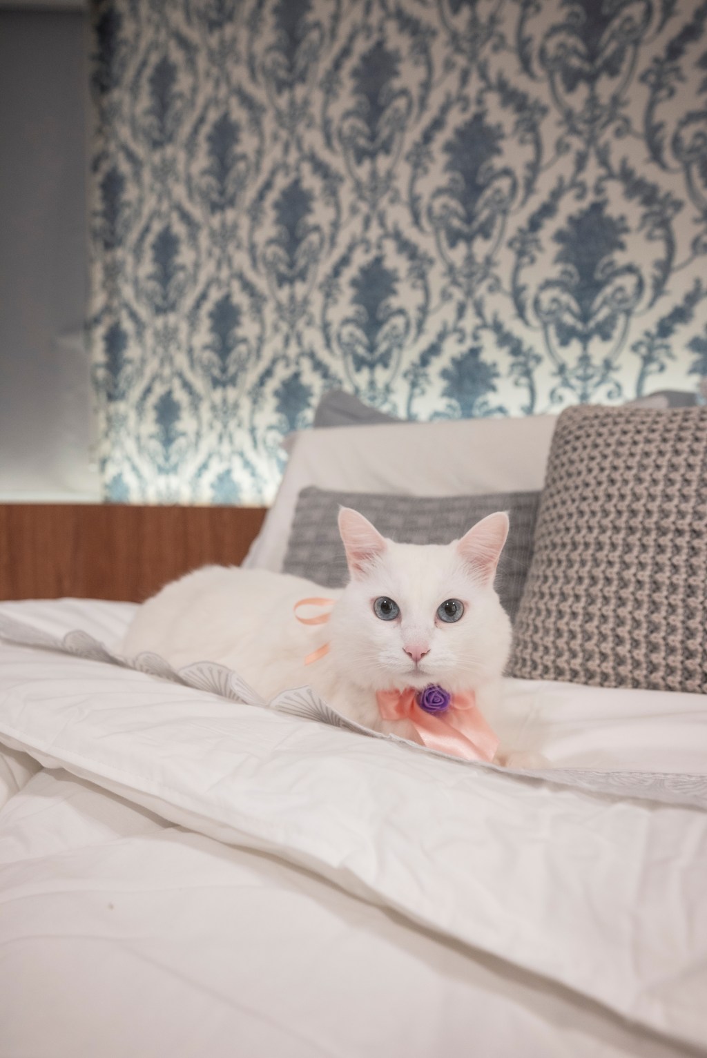 Saiba como iluminar a casa e garantir o conforto visual dos seus pets