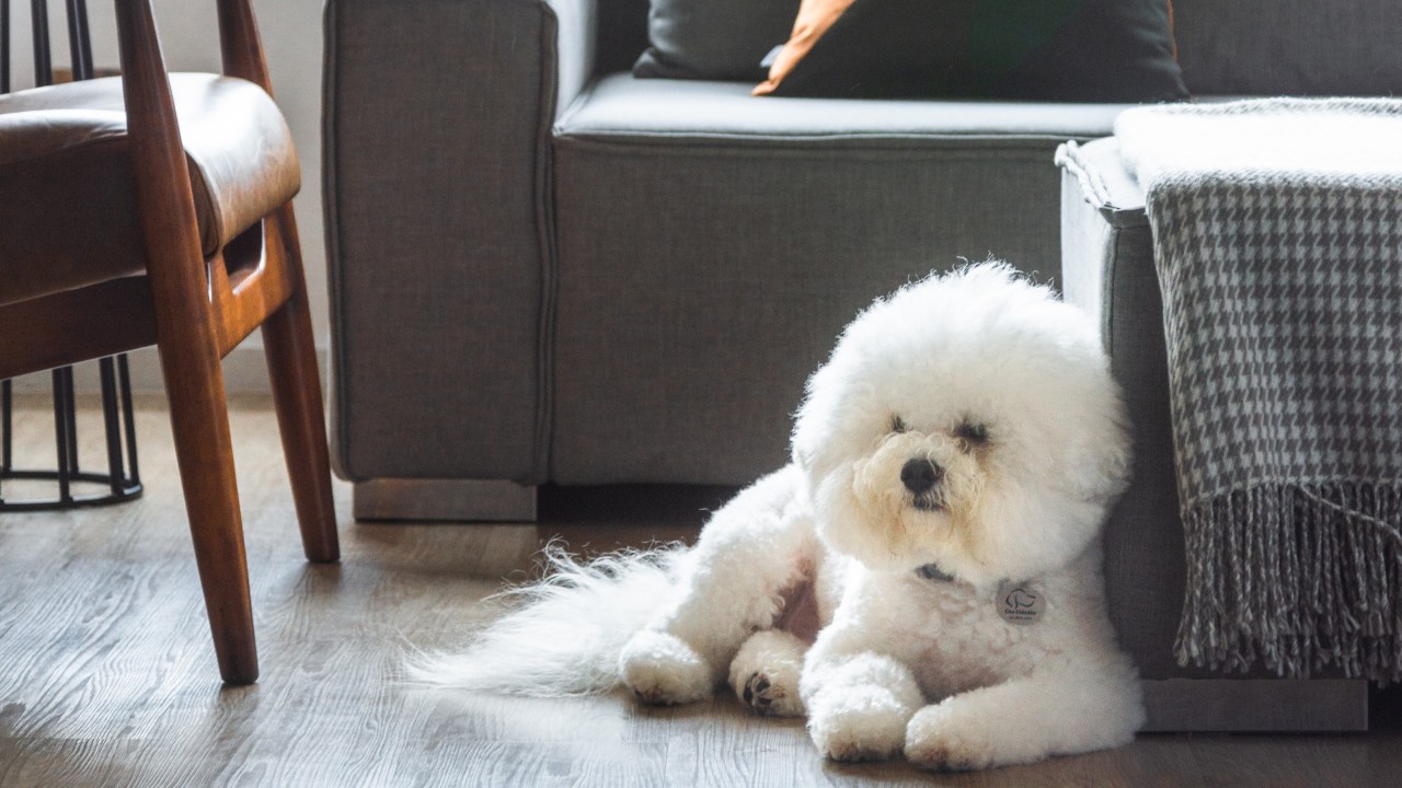 Projeto de Studio Guadix. Na foto, sala de estar com sofá cinza e cachorro deitado no chão