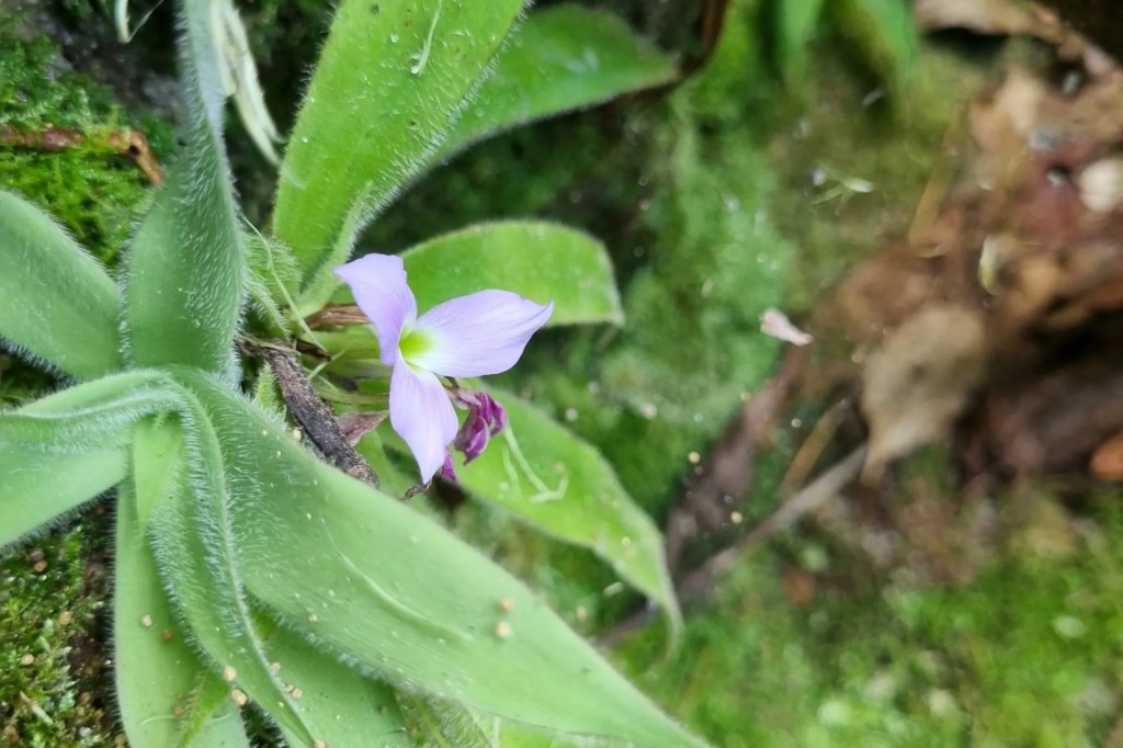 Morador de Minas descobre um nova espécie de bromélia peluda!