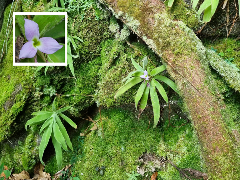 Morador de Minas descobre um nova espécie de bromélia peluda! Krenakanthus ribeiranus.