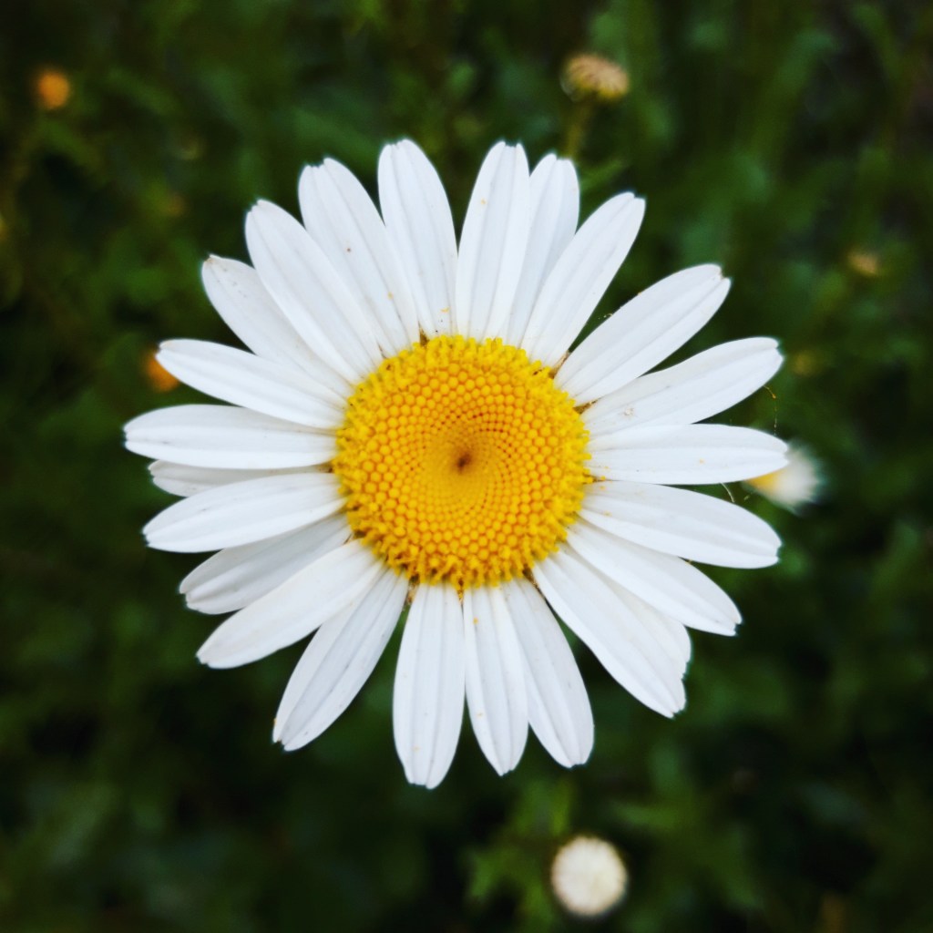 como-plantar-margaridas-dicas-freya-ingva-unsplash Como plantar margaridas: dicas de cultivo, rega, poda e tipos populares.
