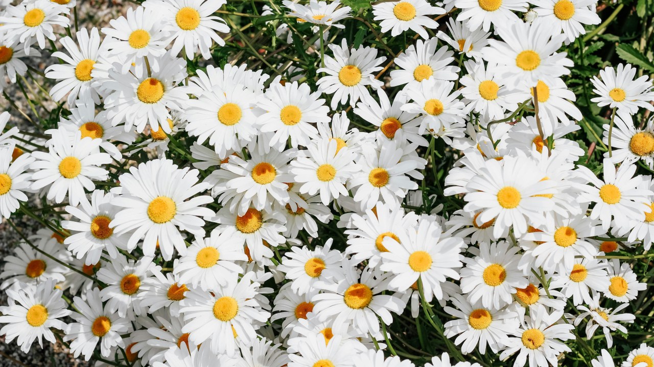 Como plantar margaridas: dicas de cultivo, rega, poda e tipos populares.