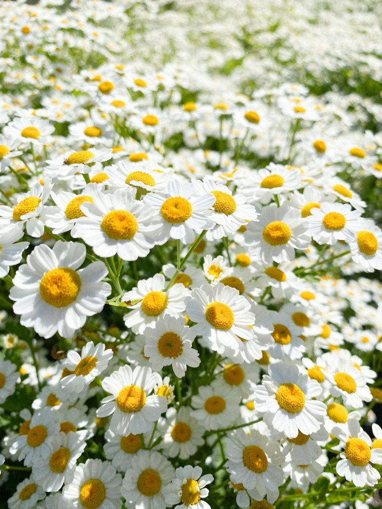 como-plantar-margaridas-dicas-rayia-soderberg-unsplash Como plantar margaridas: dicas de cultivo, rega, poda e tipos populares.