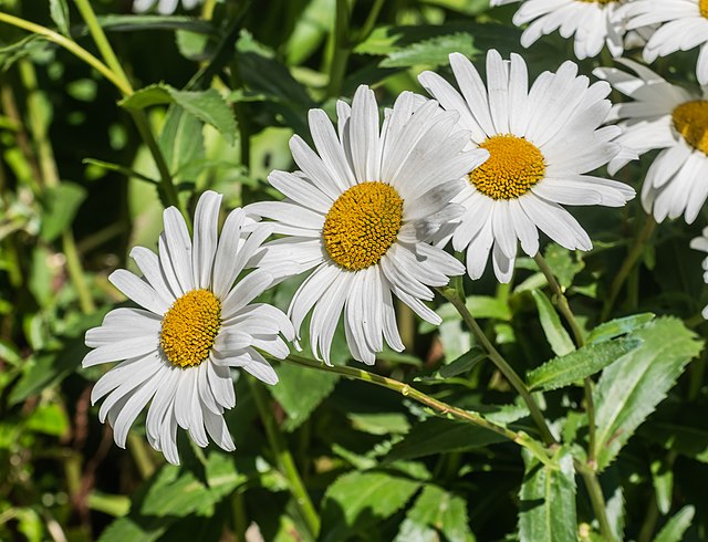 Margarida-gigante (Leucanthemum maximum).