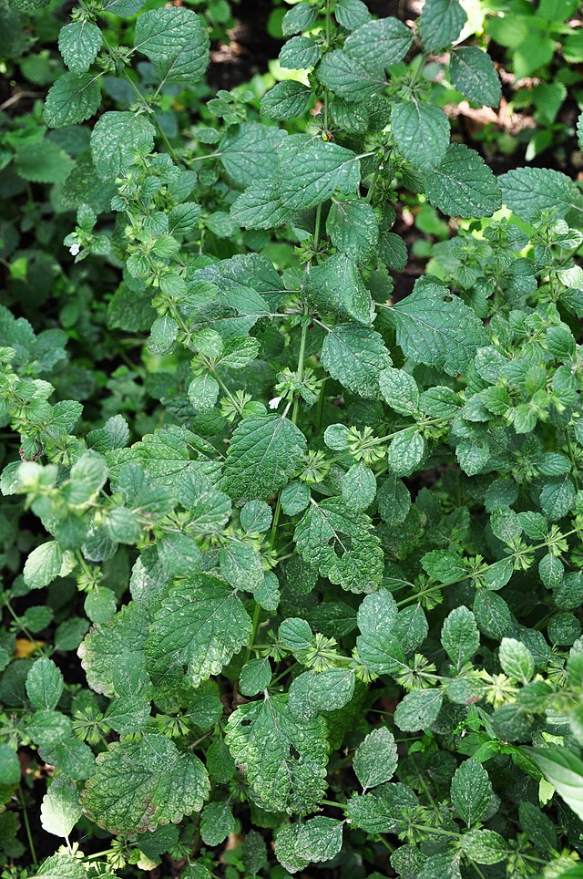 Quais plantas espantam o mosquito da dengue? Veja espécies e uma receita de repelente. Na foto, Melissa (Melissa officinalis) ou erva-cidreira