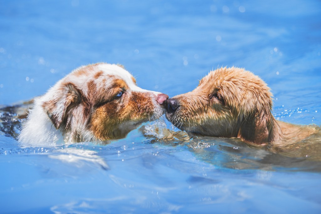 Aprenda a cansar o seu pet de maneira correta