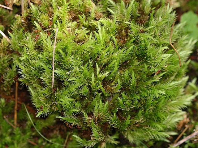 Jardim de musgos: veja o porquê você deve ter um na sua casa! Na foto, musgos verdes crescendo em solo.