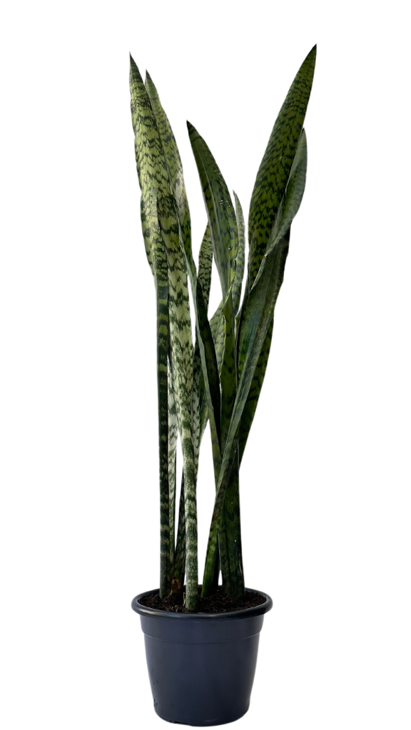 Espada de S&atilde;o Jorge