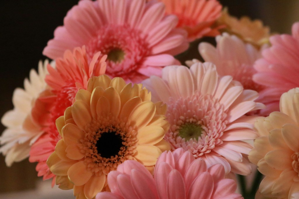 Flores de outono: espécies para um arranjo Boho combinando com a estação. Na foto, gérbera.