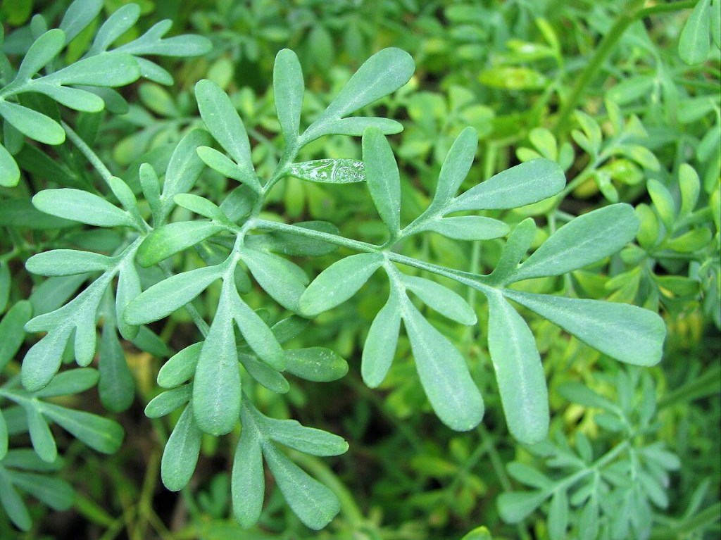 Veja plantas que afastam inveja e mau olhado, dicas de cultivo e rituais