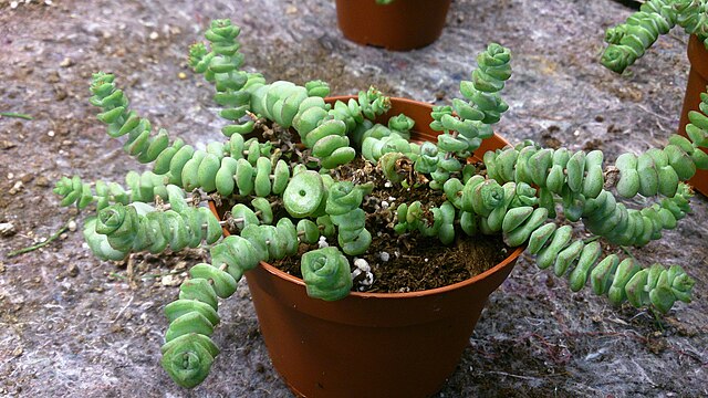 suculentas-suspensas-colar-de-jade-wikimedia-commons-mokkie 5 tipos de suculentas suspensas para ter em casa. Na foto, colar de jade.