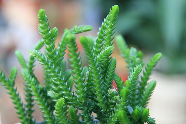 suculentas-suspensas-crassula-muscosa-wikimedia-commons-david-j-stang 5 tipos de suculentas suspensas para ter em casa. Na foto, Crassula Muscosa.