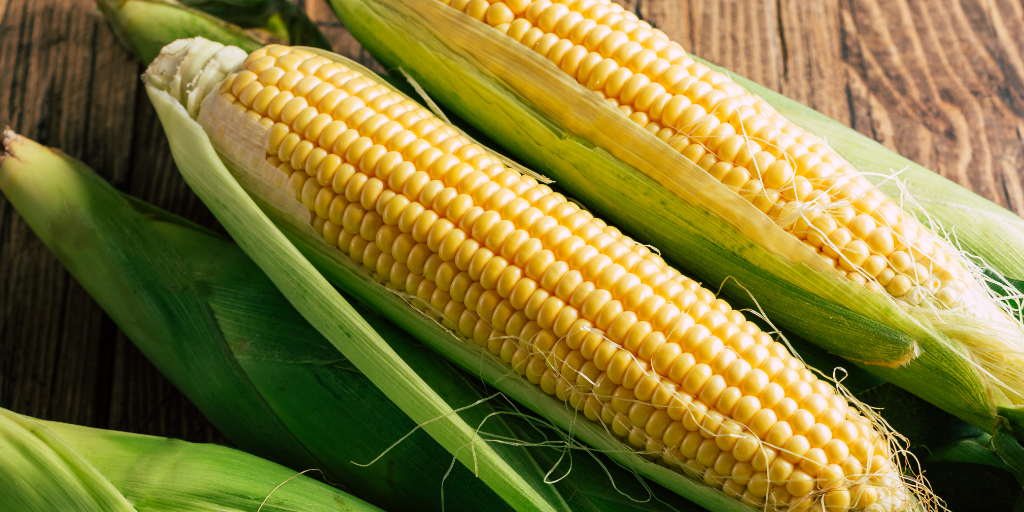 Tem como plantar milho em casa?