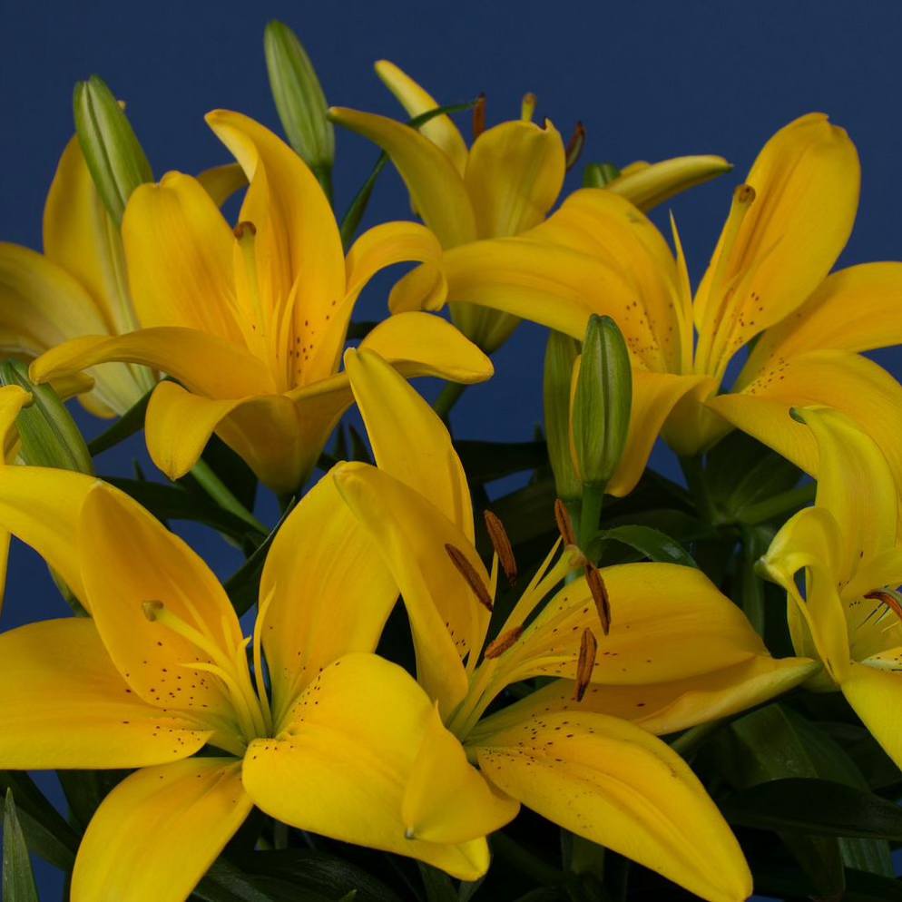 Flores e bem estar: veja quais ajudam com ansiedade, tristeza e medo. Na foto, lírios amarelos.