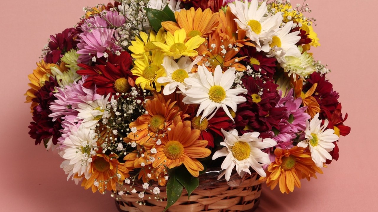 Flores e bem estar: veja quais ajudam com ansiedade, tristeza e medo. Na foto, cestos com margaridas coloridas.