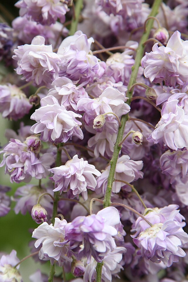 Fuji No Hana: a planta asiática que inspira longevidade e bem-estar. Na foto, glicinia. Wisteria floribunda.