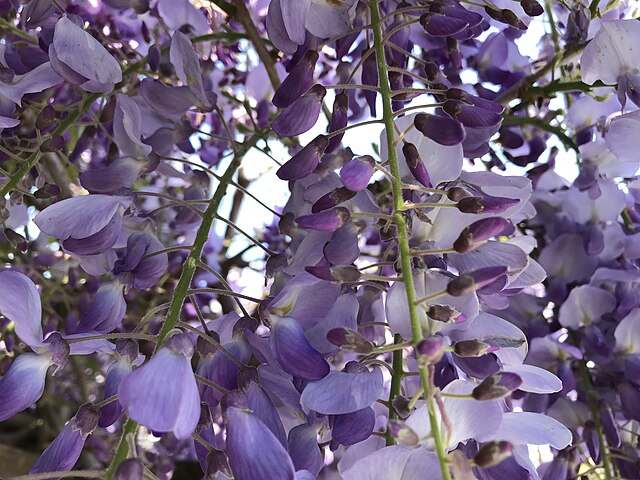 Fuji No Hana: a planta asiática que inspira longevidade e bem-estar. Na foto, glicinia. Wisteria floribunda.