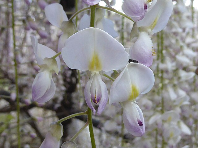 Fuji No Hana: a planta asiática que inspira longevidade e bem-estar. Na foto, glicinia. Wisteria floribunda.