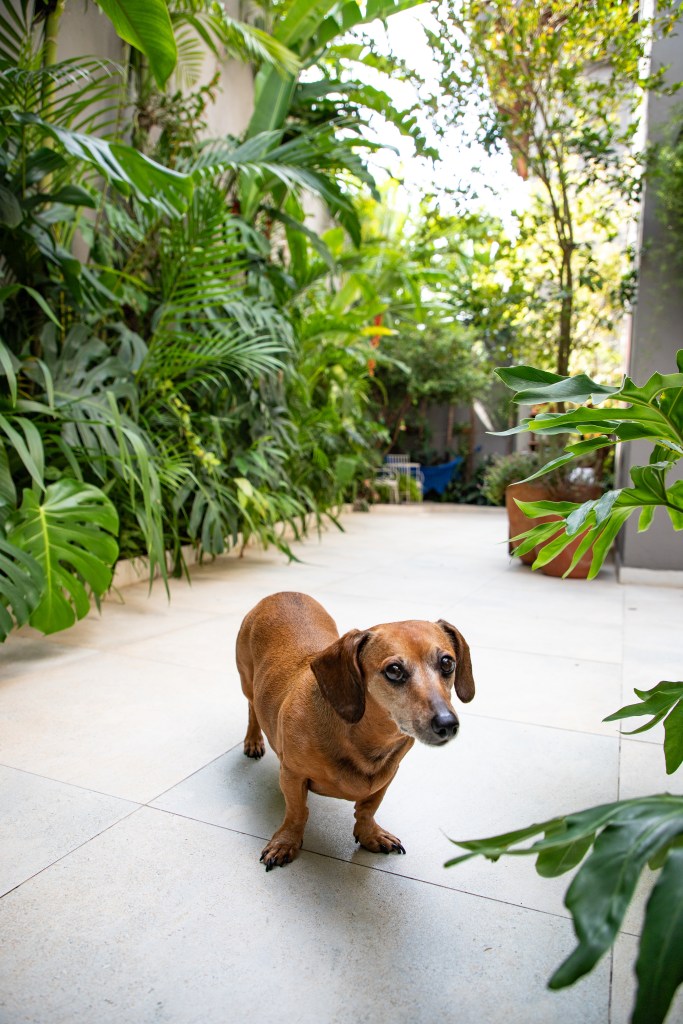 Palmeiras, dracenas, marantas e pacovás compõem esse jardim exuberante. Projeto de Marcilene Monzani Paisagismo. Na foto, cachorro em jardim.