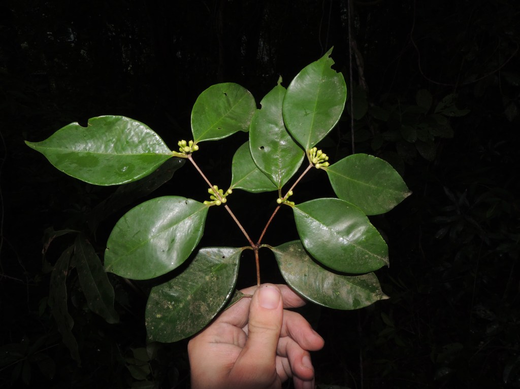 nova-especie-arvore-frutifera-descoberta-no-rj-02 Nova espécie de árvore frutífera com apenas um exemplar no mundo é descoberta no RJ. Na foto, folhas da Siphoneugena carolynae.