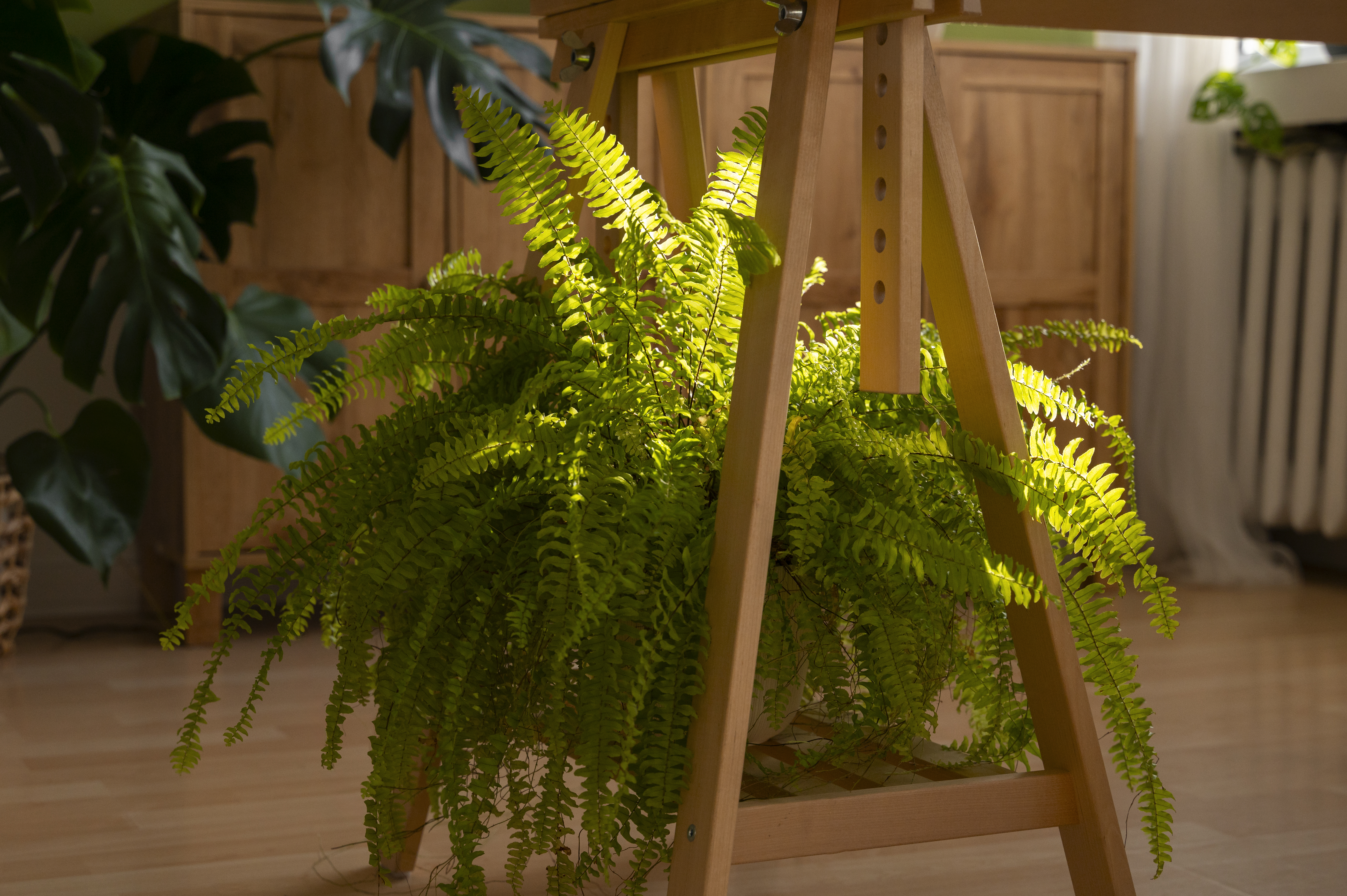Samambaias em casa: veja tudo sobre como cultivar