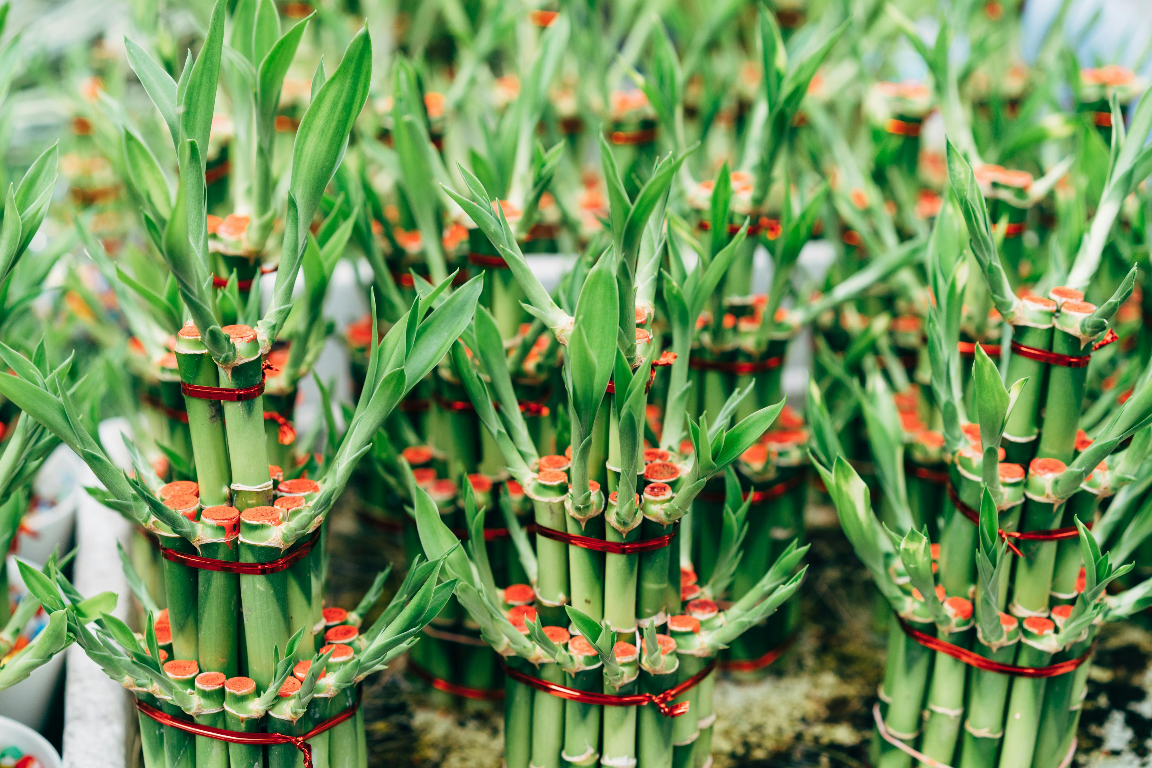 Ideias criativas para incorporar um bambu da sorte na decoração!