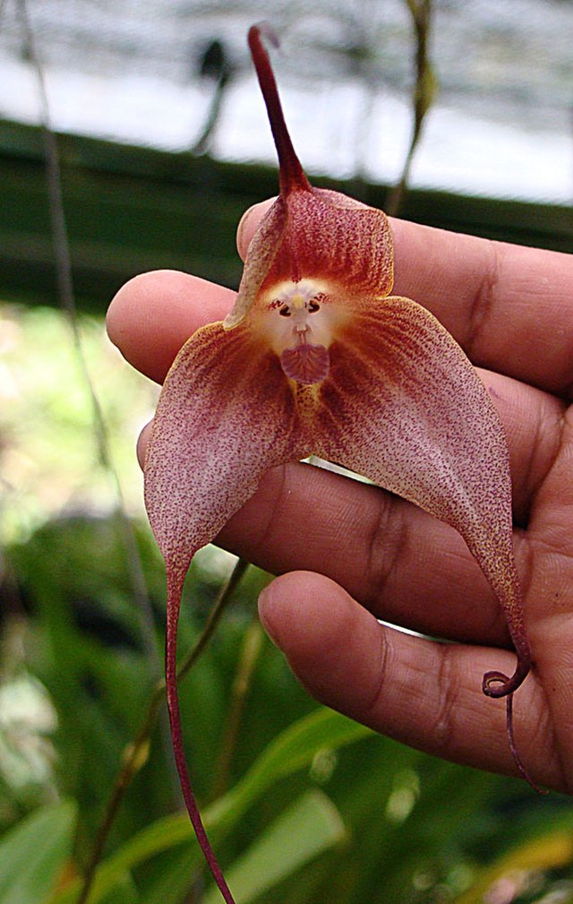 8 flores raras e lindas para conhecer. Na foto, a esp&eacute;cie orqu&iacute;dea-macaco.