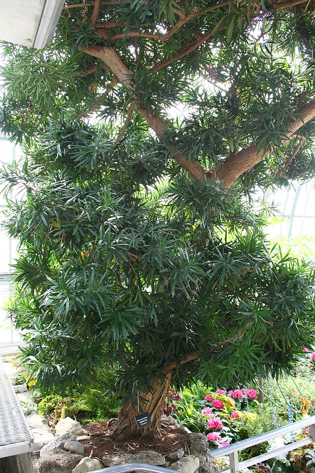 Podocarpus Macrophyllus