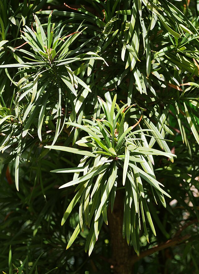 Podocarpus Macrophyllus