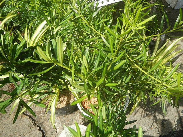 Podocarpus Macrophyllus