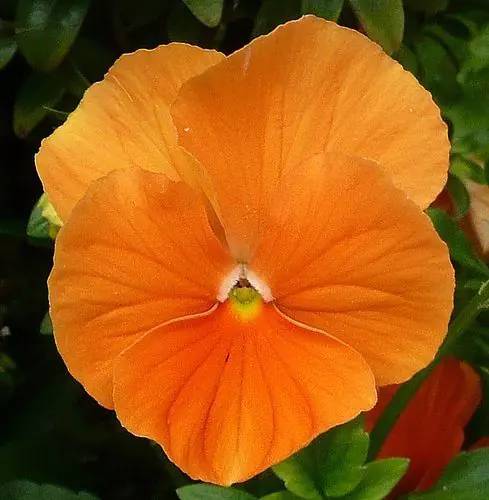 Amor-Perfeito-Sui&ccedil;o Gigante Laranja