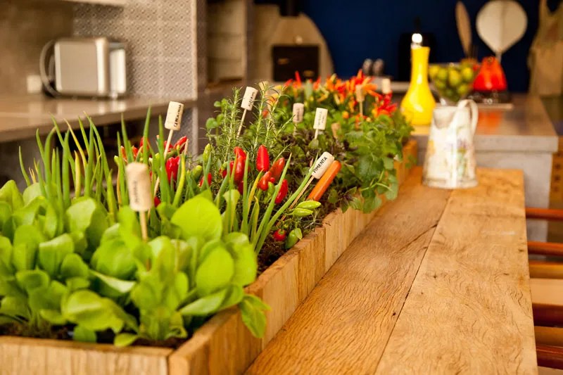 Onde colocar uma horta em apartamento pequeno? 7 ideias criativas e bonitas na cozinha
