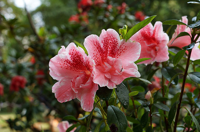 Flores e frio: veja 4 espécies que florescem no inverno!