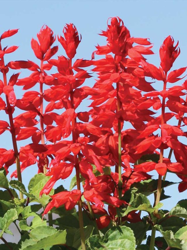 cropped-446p06-55958_775e7f.jpg